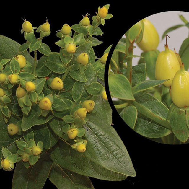Hypericum Go Cream