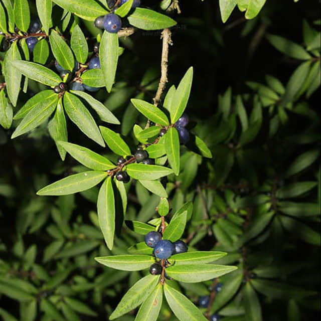 Lonicera pileata