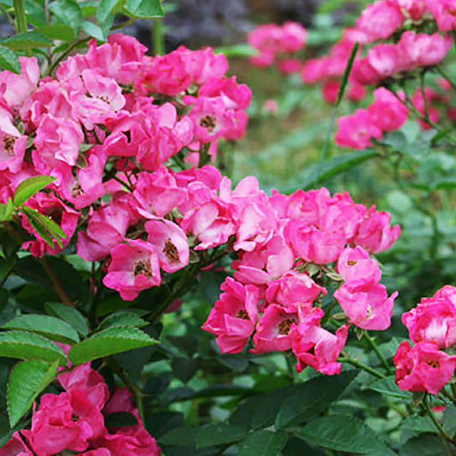 Hydrangea petiolaris