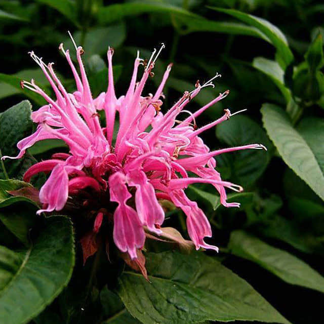 Monarda didyma