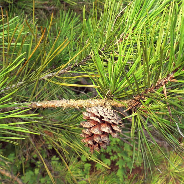 Pinus echinata