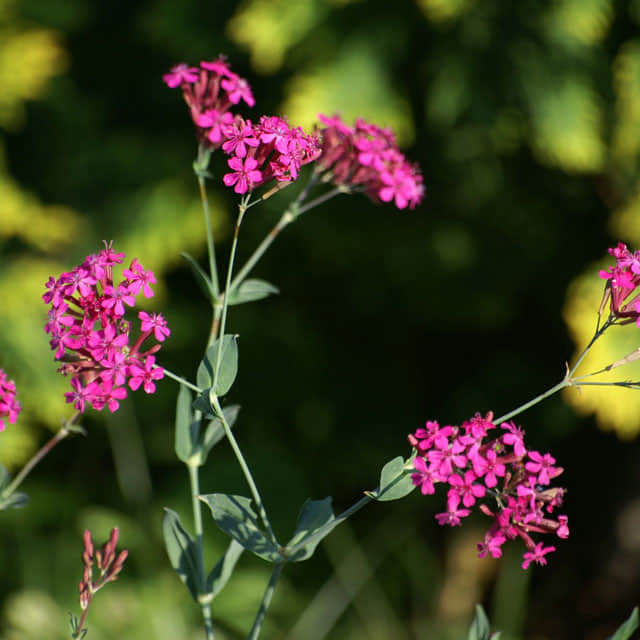 Silene armeria