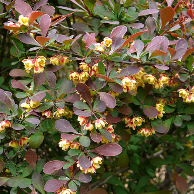Berberis x gladwynensis