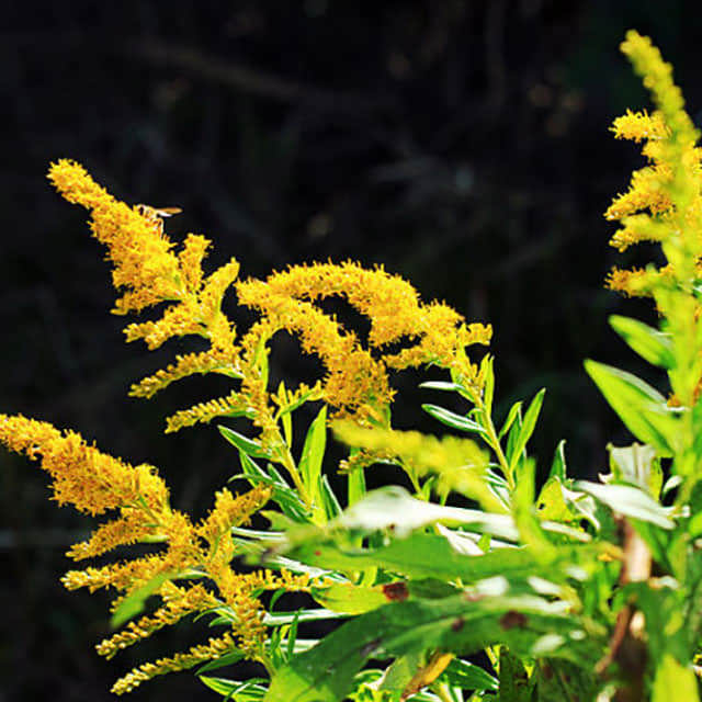 Solidago rugosa