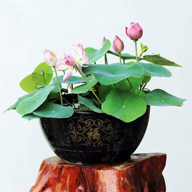 Nelumbo nucifera bowl