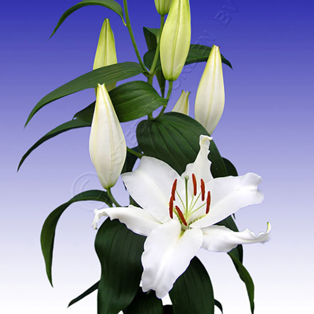 Lilium orientalis Mothers Choice Sticky Leaves