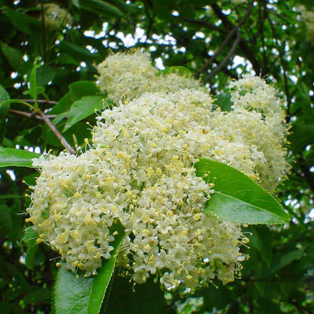 Viburnum lentago
