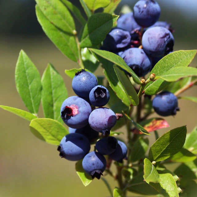 Vaccinium cyanococcus