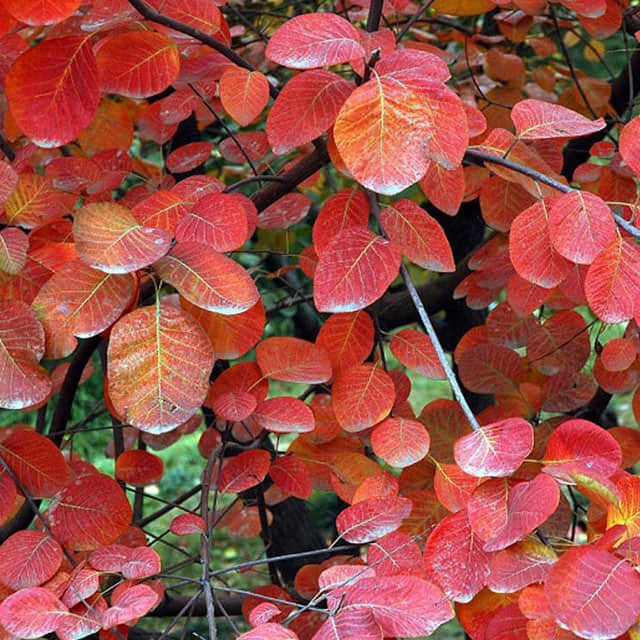 Cotinus coggygria