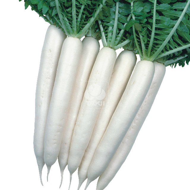 Raphanus sativus Minowase Summer No.3 F1