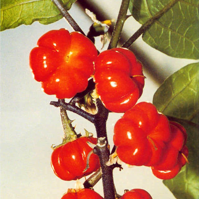 Solanum aethiopicum Sudden Leaf Drop