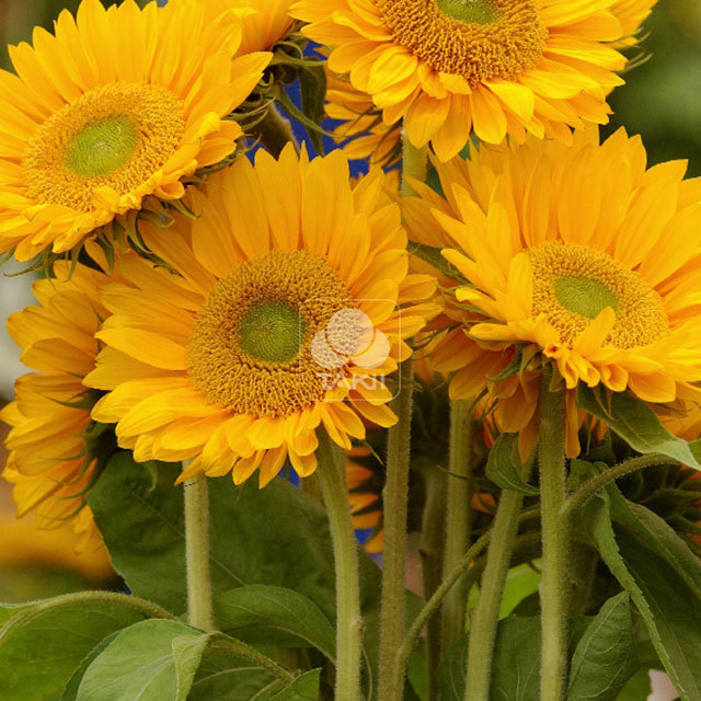 Helianthus annuus Sunrich Gold