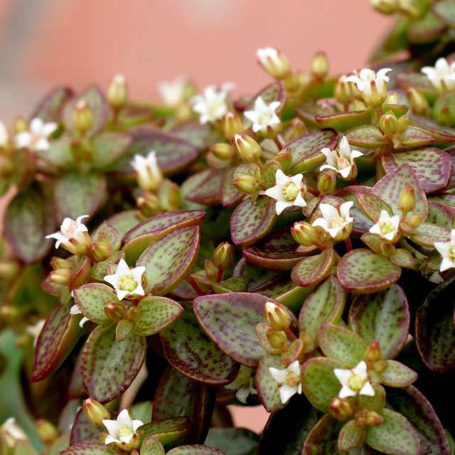 Crassula volkensii