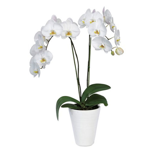 Phalaenopsis Kathmandu