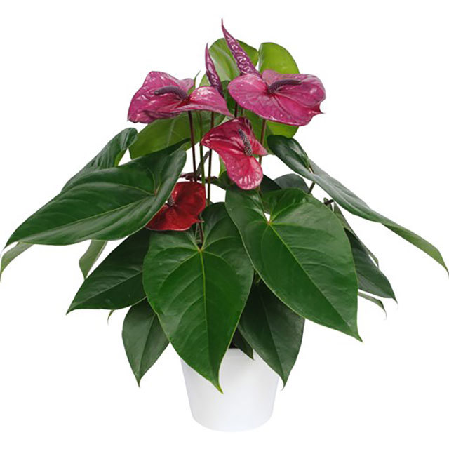 Anthurium andraeanum Utah Fine Webbing