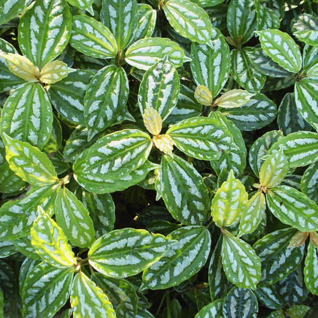 Pilea notata