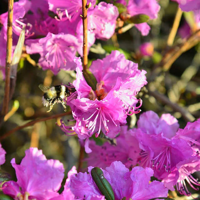 Rhododendron keleticum Fine Webbing