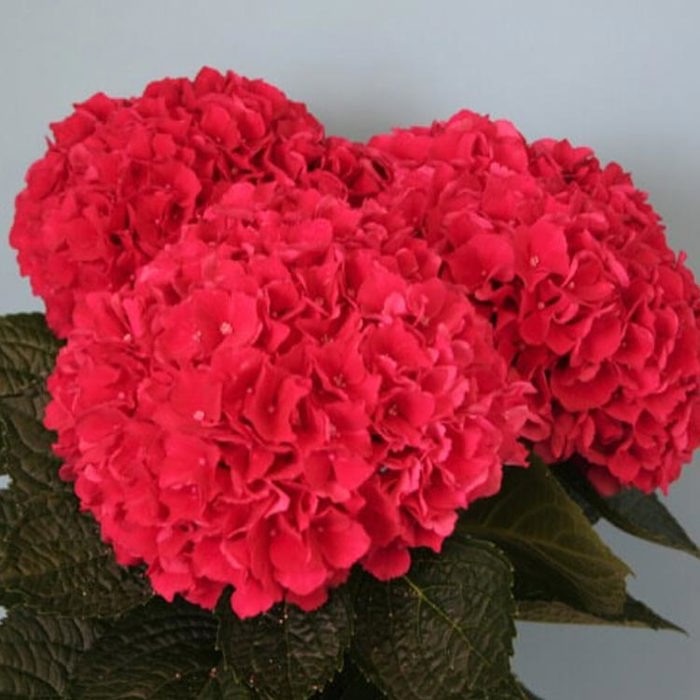 Hydrangea macrophylla Magical Bolero Sudden Leaf Drop