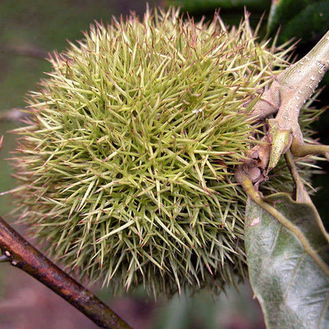 Castanea dentata