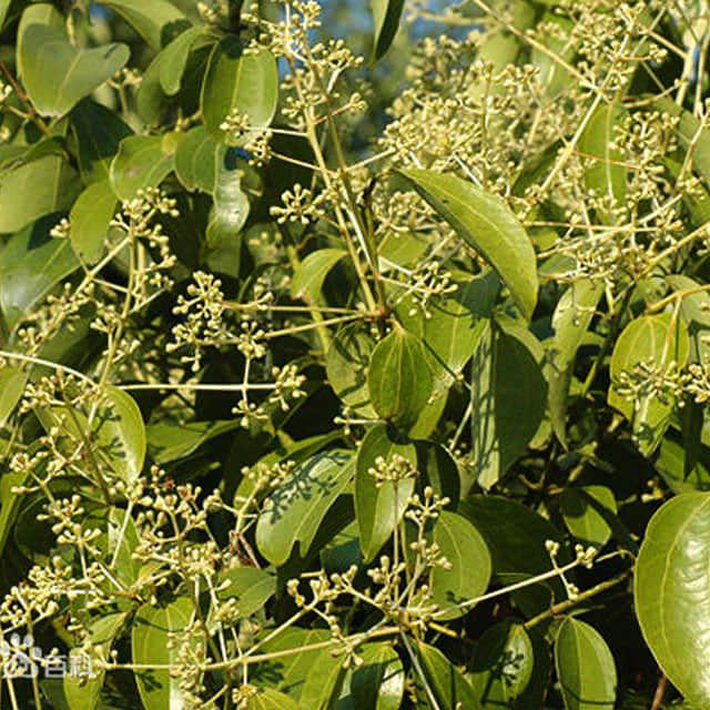 Cinnamomum zeylanicum