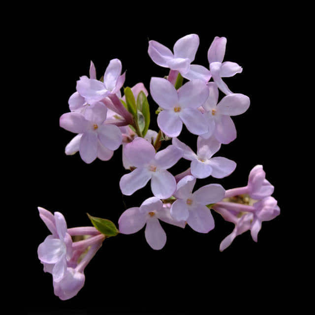 Daphne genkwa
