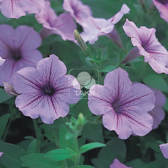 Petunia Opera Supreme Lilac Ice Yellow Leaves