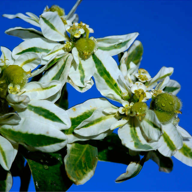 Euphorbia marginata Foglie appiccicose