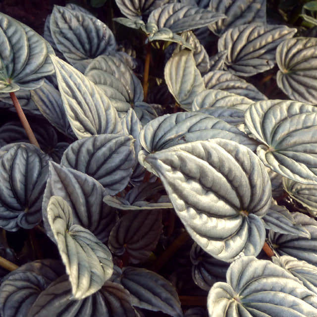 Peperomia griseo-argentea