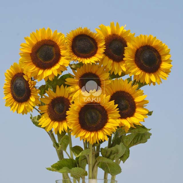 Helianthus annuus Tiffany