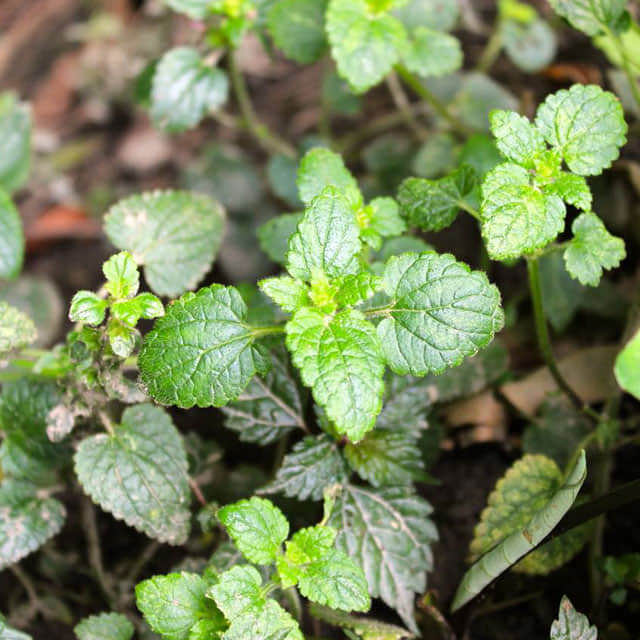 Melissa officinalis
