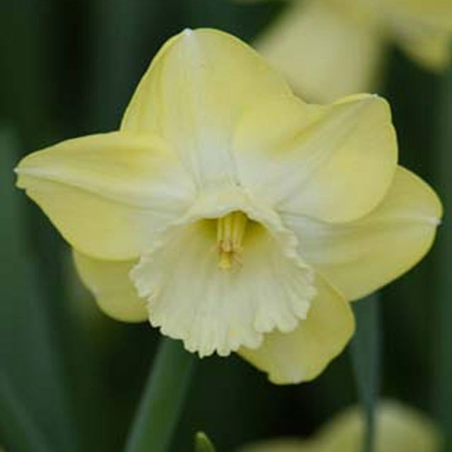 Narcissus Avalon