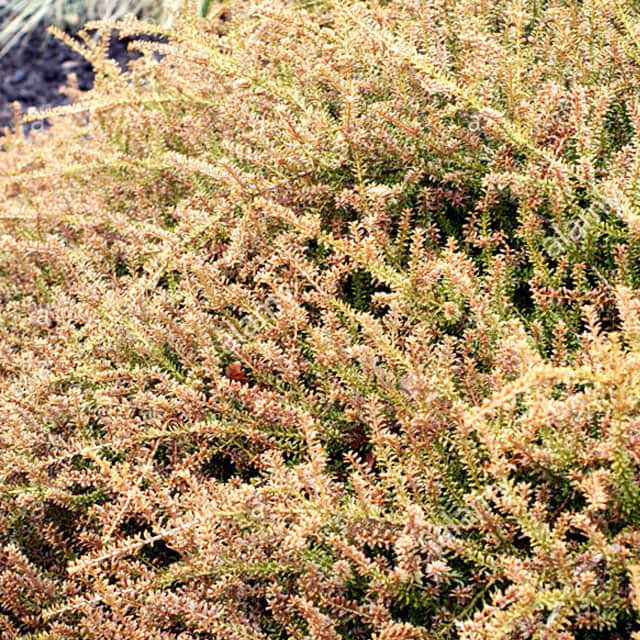 Podocarpus nivalis