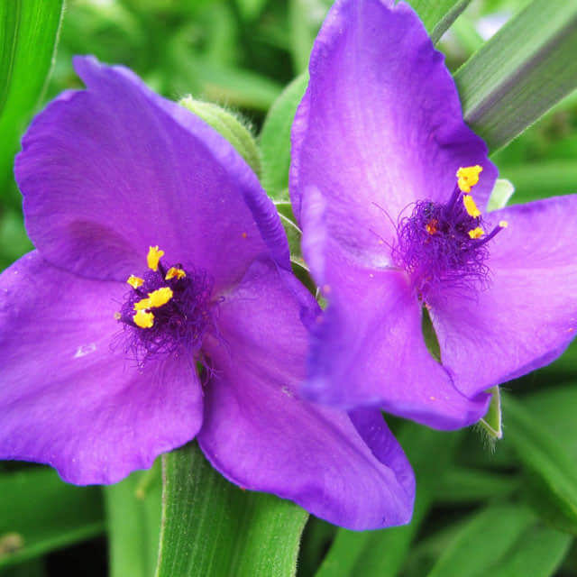 Tradescantia