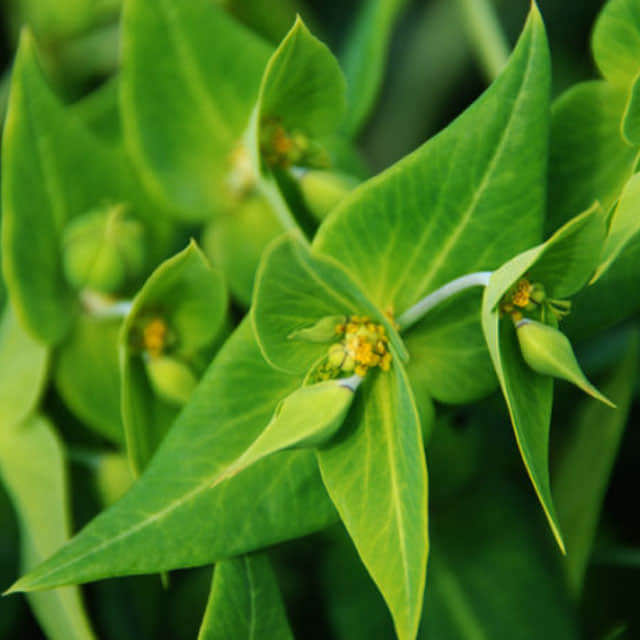Euphorbia lathyrus