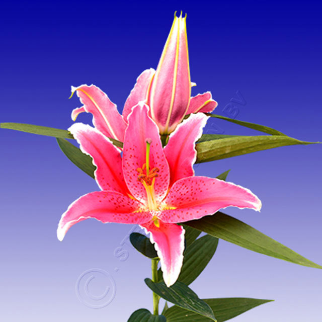 Lilium Show Winner Sudden Leaf Drop