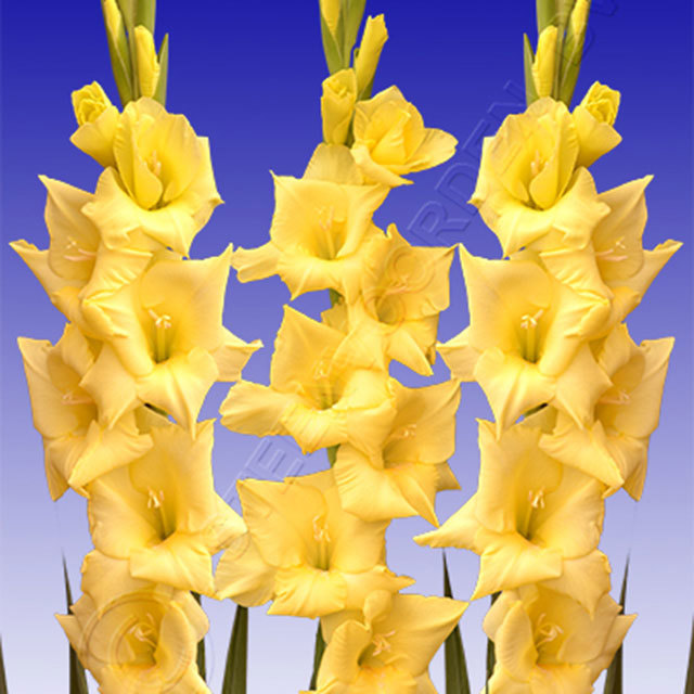 Gladiolus Flevo Souvenir