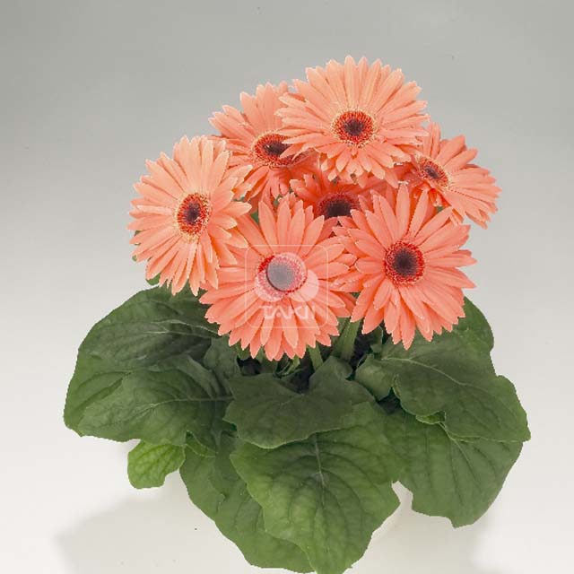 Gerbera Royal F1 Peach 5089 Sticky Leaves