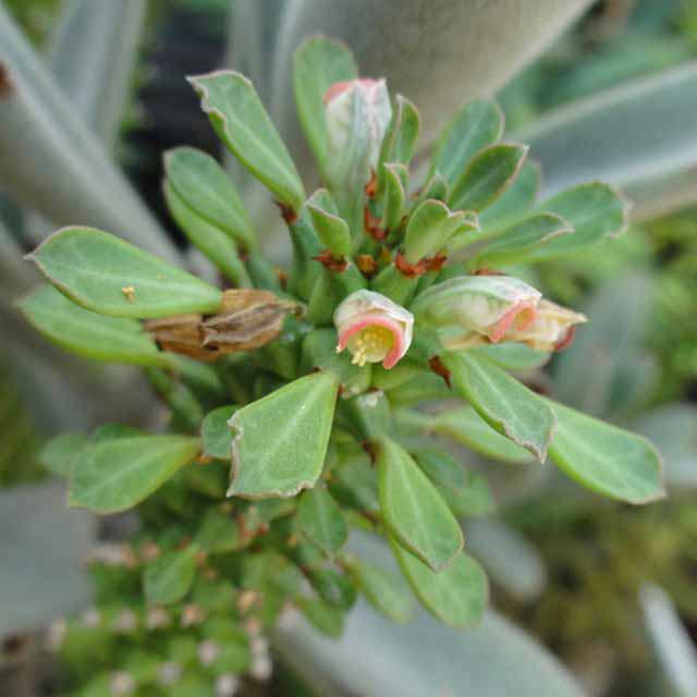 Monadenium guentheri Sudden Leaf Drop