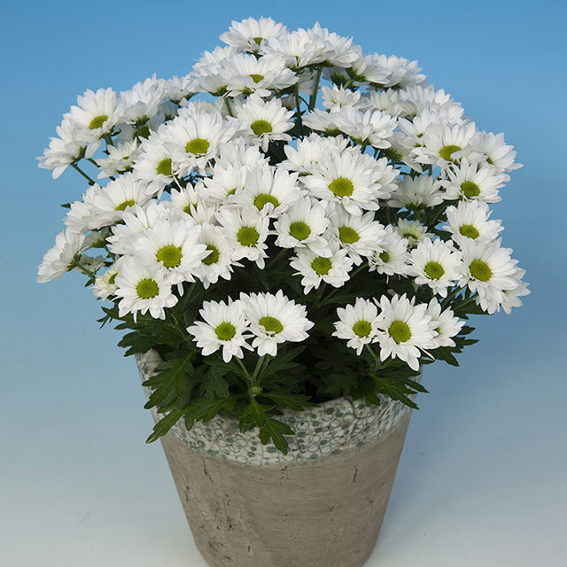 Chrysanthemum Pico Helado Fine Webbing