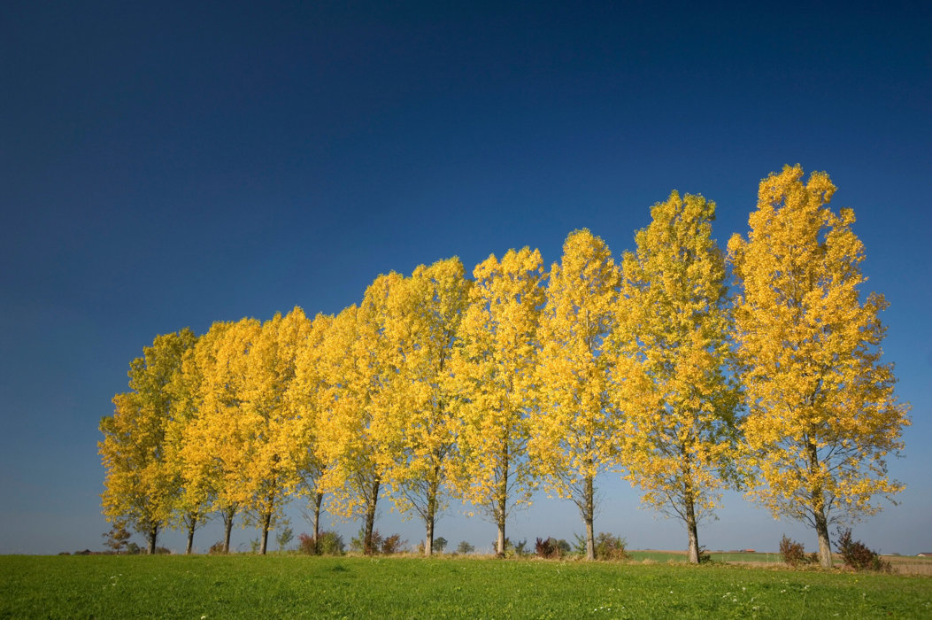 Populus tremula