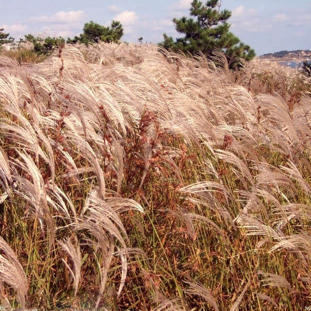 Miscanthus floridulus