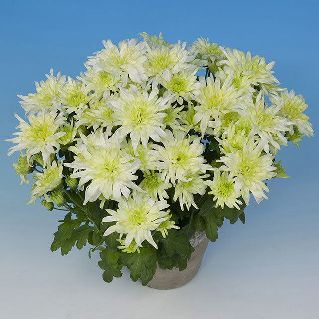Chrysanthemum Cafu White Powder