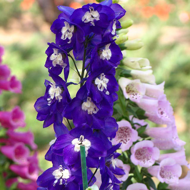 Delphinium x Black Knight White Powder