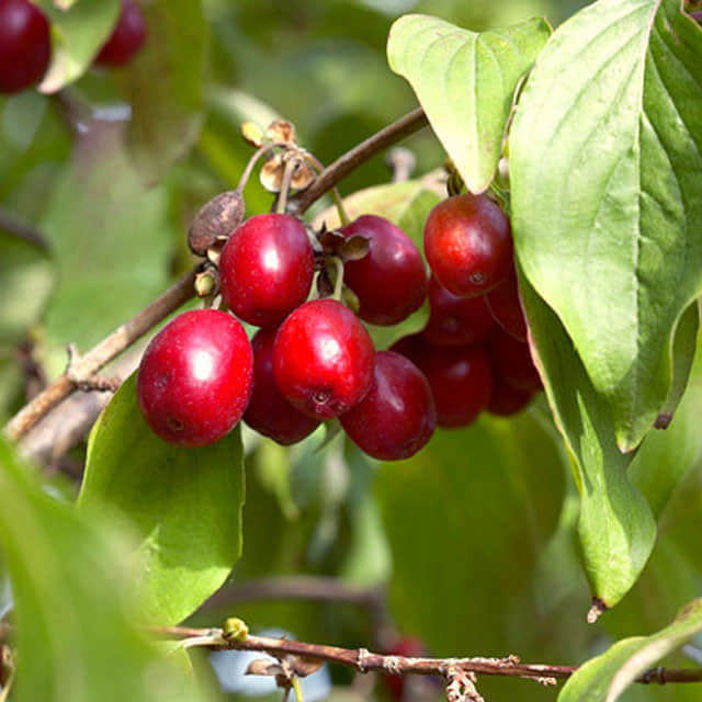 Cornus mas