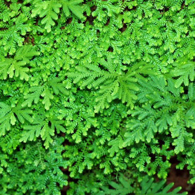 Selaginella braunii