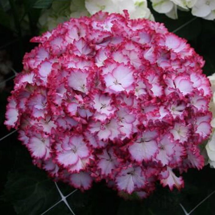 Hydrangea macrophylla Magical Colordream Sticky Leaves