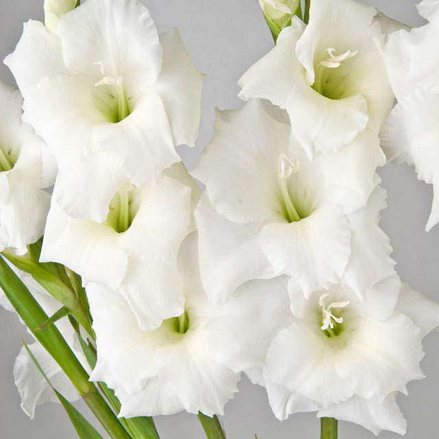 Gladiolus White