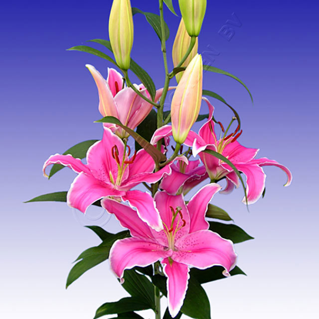 Lilium orientalis Marlon Drooping Leaves