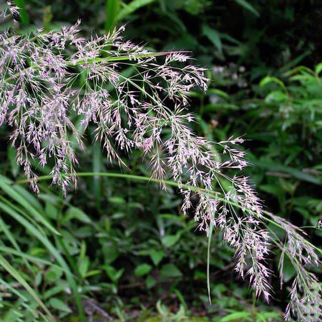Calamagrostis arundinacea