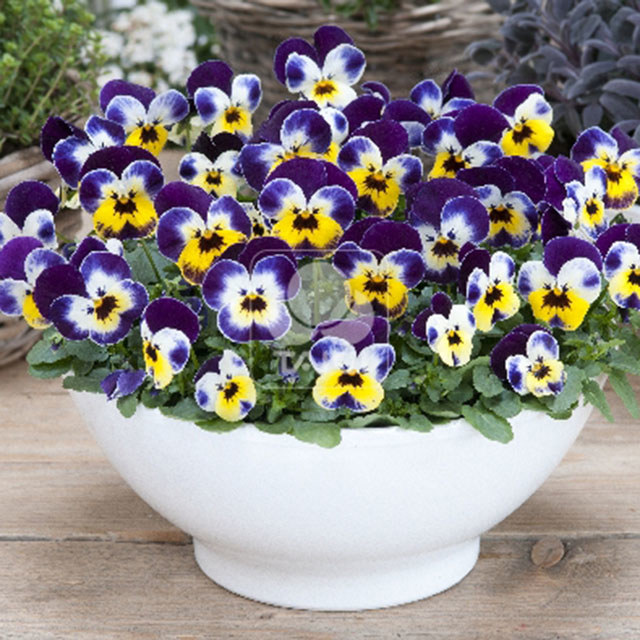 Viola cornuta Jolly Face STV080 Fusti lunghi e sottili